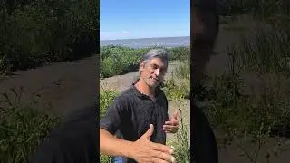 La Sudestada. El Viento de las crecidas, lluvias, voladuras y garúa. Punta Lara. Ensenada. Bs. As.