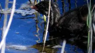 Little Grebe breeds at Simar Nature Reserve
