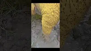 Wow easy fishing many fish from in Hold #shorts #fishing #youtubeshorts