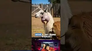 Этот верблюд с доброй птицей