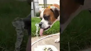 Dog Outdoor Dog Drinking Water Fountain Step On 🐶🐶