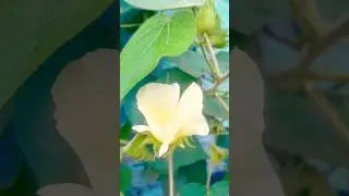 cotton flowers and plant #shorts #youtubeshorts #gardendesign #trending #nature #plants