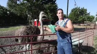 Waco's Urban Rescue Ranch garners hundreds of millions of views on TikTok for wildlife rescue