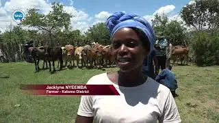 KALOMO district in Southern province on course in meeting its east coast fever immunization targets