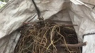 bindweed
