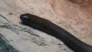 INLAND TAIPAN - DARK COLOURATION