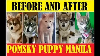 LIFE AFTER 1 YEAR OUR POMSKY PRODUCE : #POMSKY PUPPY MANILA