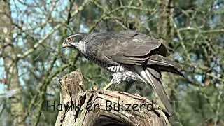 Havik en Buizerd op prooi