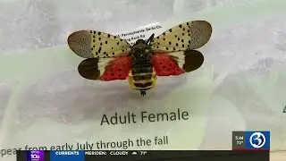 CT DOT urges drivers to stomp spotted lanternflies