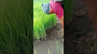 rice seed removal process #indonesianfarmers
