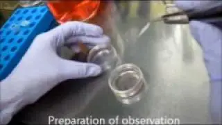 Biotechnology and Bioengineering: Cell stamping from PEG-oleyl surfaces