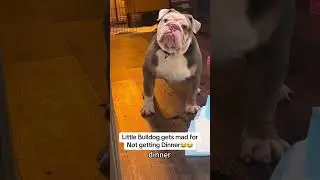 POV ：You Own a Stubborn Bulldog 😭#dogsoftiktok#cutedog#doglover#funnydog#foryoupage