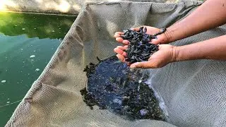 temporada 2 los 15000 peces betta