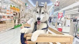 【買い物】嬉しくてカートから身を乗り出さずには居られないウキウキハスキー犬がこちら..!!