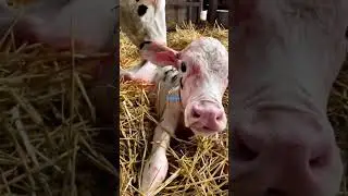 Happy calving #foryou #subscribe #pakdairy #trending #viral #shorts #youtubeshorts#dairy#cattel