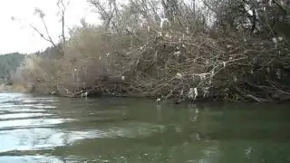 russian river pics, feb,3 2011,korbel cleanup 038