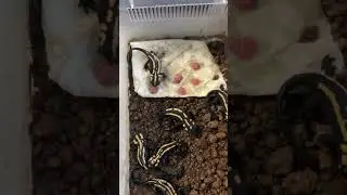 Laos Warty Newt / Laotriton laoensis Paramesotriton laoensis #shorts