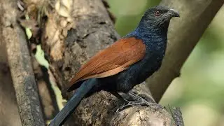 Local names of bird in manipuri