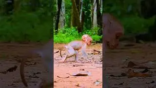 Watch the Sovana Family&rsquo;s Baby Monkeys Explore, Play, and Bond in 86