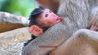 Congrat..! Mom Princes most beautiful newborn Monkey | BBC Natural Animals