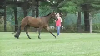 2014 bay mare