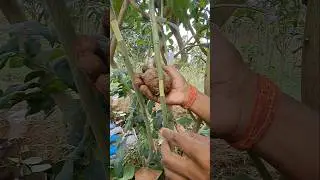 30 Din Mein Banae Nimbu Ka Kalam || lemon tree air layering || #kalam#shorts