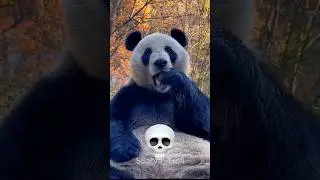 Small to Big Animals Version 💀