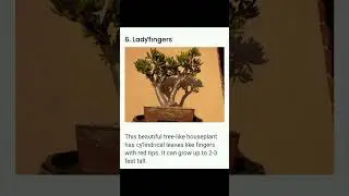 15 Exotic Houseplats That look Like Trees🌲🌲/Satya's Green World
