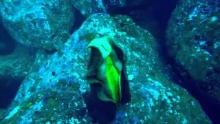 Gumboot Chiton (Cryptochiton stelleri) spawning!