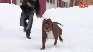 HULK DOG DYNASTY  AND TRAIN FOR FIGHT