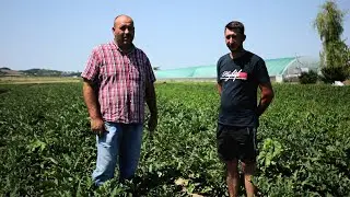 Biostimulatorii Daymsa, rețeta de succes a unui legumicultor din V&acirc;lcea