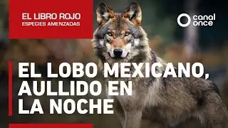 El libro rojo, Especies amenazadas - El lobo mexicano, aullido en la noche