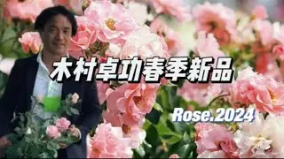 一胎十个！木村卓功2024年春季新品月季前瞻