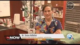 Exotic pet vet