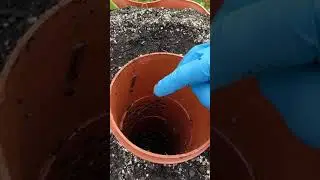 Vermicompost Update