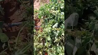 Tia Bete na ro&ccedil;a de tomate 🍅