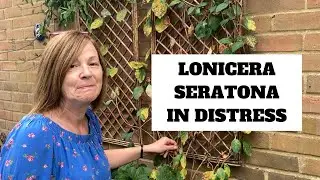 Honeysuckle Disaster || Plants Really Do Talk But Do We Listen?