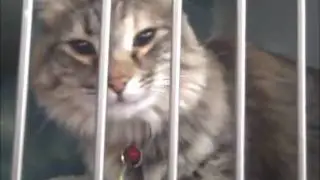 Volunteer with HALO Animal Rescue