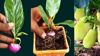 How to grow Jackfruit tree,creative cutting grafting Jackfruit tree with onion grow fast 100% result