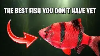 Here are 5 reasons to have Red Glofish Tiger Barbs (Sumatran Barbs) in your aquarium
