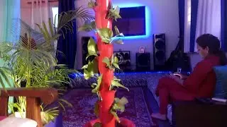 PVC money planter || Money plant || DIY