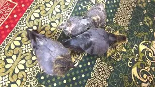 Rescue kare hue kabutar ke bacche | kabutar video | animals videos | mini zoo video |