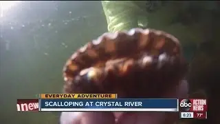 Everyday Adventure: Scalloping 101