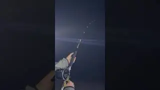 Penn senator 9/0 vs 10&rsquo;6&rdquo; tiger shark!!!
