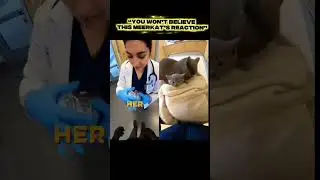 😺😱WAIT&hellip; Two Unexpected Rescue Stories &mdash; A Meerkat and a Cat Came For Help😱😺