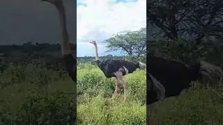 Ostrich: FASTER Than You Think! #OstrichRun #SurpriseSpeed #BirdTok #NatureIsLit