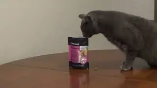 Cat Vitamins - Healthy Cat Treats