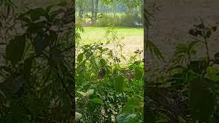 peacock dancing in cultivated  field
