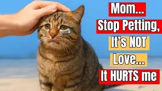 30 Things You Do That Secretly Hurt Your Cat ( 99% Owners Ignore It )