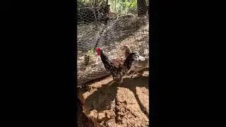 The Chickens Got New Toys! | Chicken Run Tour Summer 2025